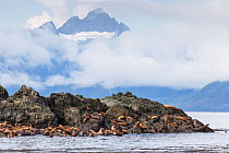 Steller / Northern sea lion (Eumetopias jubatus) rookery on rocks, Southeast Alaska, USA, August, endangered species