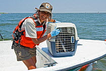 Brown pelican (Pelecanus occidentalis) oiled bird being rescued for cleaning during Deepwater Horizon oil spill, Louisiana, Gulf of Mexico, USA, August 2010