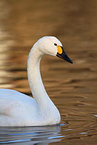 Bewick's swan (Cygnus columbianus) swimming profile,  Slimbridge, Gloucestershire, UK, January