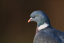 Wood pigeon (Columba palumbus) portrait, Slimbridge, Gloucestershire, UK January