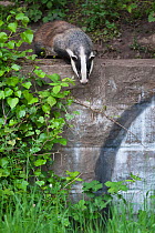 Eurasian / European badger (Meles meles) outside urban sett behind wall with graffiti, Bristol, UK May