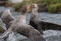 Northern giant petrel (Macronectes halli) fighting over dead seal carcass, Gold Harbour, South Georgia, November