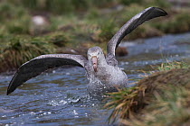 Northern giant petrel (Macronectes halli) displaying over dead seal carcass, Gold Harbour, South Georgia, November