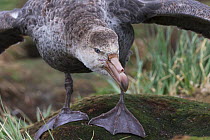 Northern giant petrel (Macronectes halli) threatening another individual over dead seal carcass, Gold Harbour, South Georgia, November