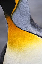 King penguin (Aptenodytes patagonicus) close up of chest plumage, abstract view, Fortuna Bay, South Georgia, November