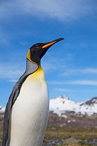 King penguin (Aptenodytes patagonicus) portrait, Fortuna Bay, South Georgia, November