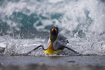 King penguin (Aptenodytes patagonicus) emerging from the sea, swimming in surf, Gold Harbour, South Georgia, November