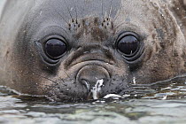 Southern elephant seal (Mirounga leonina) close up portrait of pup with snotty nose resting in shallow water, Gold Harbour, South Georgia, November