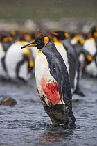 King penguin (Aptenodytes patagonicus) injured and bleeding, possibly from leopard seal attack, Gold Harbour, South Georgia, November