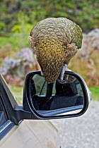 Kea (Nestor notabilis) looking in car wing mirror, Arthur's Pass, Southern Alps, South Island, New Zealand, June, threatened species.  This is a notorious, mountain-dwelling parrot and one of the most...