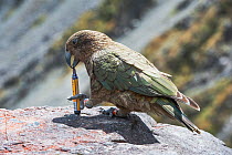 Kea (Nestor notabilis) with stolen pen, Arthur's Pass, Southern Alps, South Island, New Zealand, June, threatened species.  This is a notorious, mountain-dwelling parrot and one of the most intelligen...