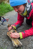 Kea (Nestor notabilis) being measured, ringed and studied by researchers, Arthur's Pass, Southern Alps, South Island, New Zealand, June 2009, threatened species