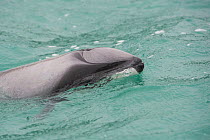 Hector's dolphin (Cephalorhynchus hectori) surfacing to breathe, Akaroa, Bank's Peninsula, South Island, New Zealand, June, endangered species