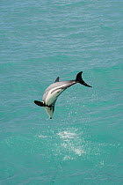 Hector's dolphin (Cephalorhynchus hectori) leaping above surface, Akaroa, Bank's Peninsula, South Island, New Zealand, June, endangered species
