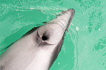 Hector's dolphin (Cephalorhynchus hectori) Akaroa, Bank's Peninsula, South Island, New Zealand, June, endangered species