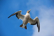 Australasian gannet / Takapu (Morus serrator) flying overhead, Muriwai gannet colony, Auckland, North Island, New Zealand, June