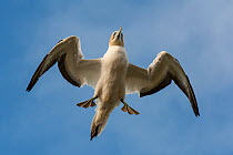 Australasian gannet / Takapu (Morus serrator) flying overhead, Muriwai gannet colony, Auckland, North Island, New Zealand, June