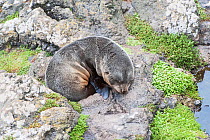 New Zealand sea lion / Hooker's sea lion (Phocarctos hookeri) pup resting on rocks, South Island, New Zealand, June, endangered species
