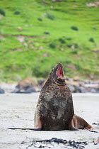 New Zealand sea lion / Hooker's sea lion (Phocarctos hookeri) yawning on beach, South Island, New Zealand, June, endangered species