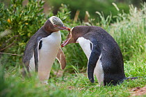 Yellow-eyed penguins / Hoiho (Megadyptes antipodes) allo preening one another, Otago Peninsula, South Island, New Zealand, June, endangered species