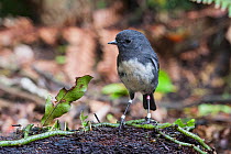 New Zealand robin (Petroica australis) male, ringed by researchers, South Island race, Ulva Island, Paterson Inlet, Stewart Island, South Island, New Zealand, June