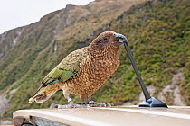 Kea (Nestor notabilis) trying to steal car aerial, Arthur's Pass, Southern Alps, South Island, New Zealand, June, threatened species