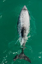 Hector's dolphin (Cephalorhynchus hectori) seen from directly above, Akaroa, Bank's Peninsula, South Island, New Zealand, November, endangered species