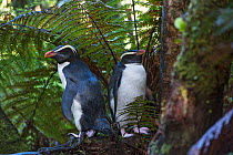 Fiordland crested penguins (Eudyptes pachyrhynchus) in dense coastal forest, Lake Moeraki, South Island, New Zealand, November, threatened species
