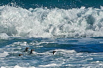 Fiordland crested penguin (Eudyptes pachyrhynchus) swimming in shallows, Lake Moeraki, South Island, New Zealand, November, threatened species