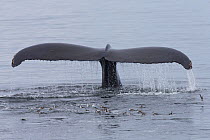 Humpback whale (Megaptera novaeangliae) diving below surface showing tail fluke with Red-necked phalaropes (Phalaropus lobatus) Southeast Alaska, USA August