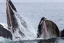 Humpback whales (Megaptera novaeangliae) bubble net and lunge feeding as a pod, cooperative hunting, Southeast Alaska, USA August
