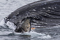 Humpback whale (Megaptera novaeangliae) blowing or spouting at surface, showing rake marks on tail made by Orca (Orcinus orca), Southeast Alaska, USA, August