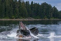 Humpback whales (Megaptera novaeangliae) bubble net and lunge feeding as a pod, cooperative hunting, Southeast Alaska, USA August