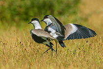 Spur-winged plovers (Hoplopterus spinosus) adults in courtship display, Lake Naivasha, Kenya