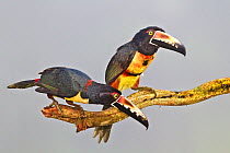 Collared aracari (Pteroglossus torquatus) two adults perched, Lowland Rainforest, Northern Costa Rica