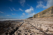 A wave cut platform, exploiting a relatively strong bed of Jurassic age Liassic limestone, with cliffs of Blue Lias in the background, Southerndown, Wales, UK October
