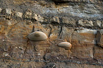 Cemented nodules within sandstones of the Jurassic, Bencliff grit, Osmington Mills, Dorset, UK. The cementation preferentially develops from a seed grain. The brown staining of the sandstone is oil, a...