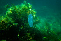 Comb jellyfish (Bolinopsis infundibulum) in shallow water and kelp, Bersoch, Cardigan Bay, Wales, UK July