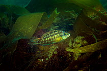 Corkwing wrasse (Symphodus melops) by weed covered rocks, Hells Mouth (Porth Neigwl), Abersoch, Wales, UK August