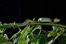 Wagler's pit viper (Tropidolaemus wagleri) male, Gunung Leuser. Sumatra.