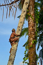 Mentawai man climbing tree to harvest coconuts. Siberut Island, Sumatara July 2016.