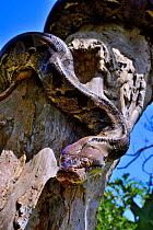 Reticulated python (Python reticulatus) on tree, Sumatra.