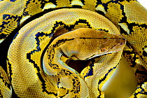 Dwarf reticulated python (Malayopython reticulatus saputrai) on white background, Selayar Island, Indonesia. Captive