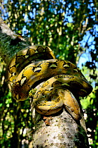 Dwarf reticulated python (Malayopython reticulatus saputrai), Selayar Island, Indonesia. Captive.