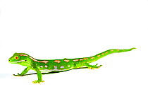 Jewelled gecko (Naultinus gemmeus) on white background. Captive, occurs in New Zealand
