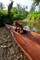 Mentawai man hand-carving a dugout canoe. Siberut island, Sumatra, July 2016