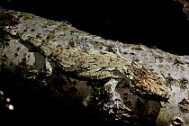 Henkel's giant gecko (Rhacodactylus leachianus henkeli) Isle of Pines, New Caledonia, captive.