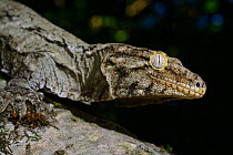 Henkel's giant gecko (Rhacodactylus leachianus henkeli) Isle of Pines, New Caledonia, captive.