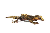 Leaf-tailed gecko (Uroplatus pietschmanni). Captive, occurs in Alaotra-Mangoro region, Madagascar