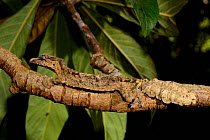 Leaf-tailed gecko (Uroplatus pietschmanni). Captive, occurs in Alaotra-Mangoro region, Madagascar
